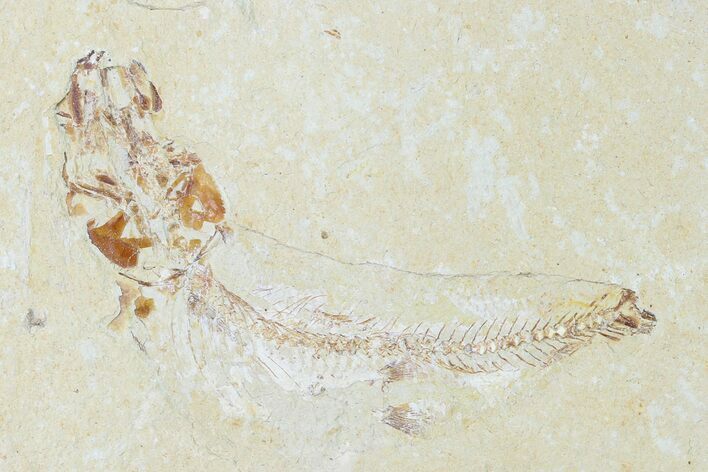 Bargain, Cretaceous Fossil Fish - Lebanon #162851